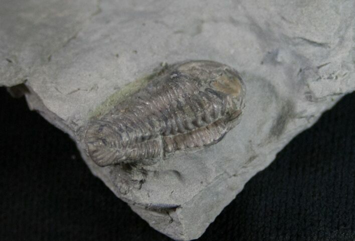 Bargain Flexicalymene Trilobite Fossil #9218